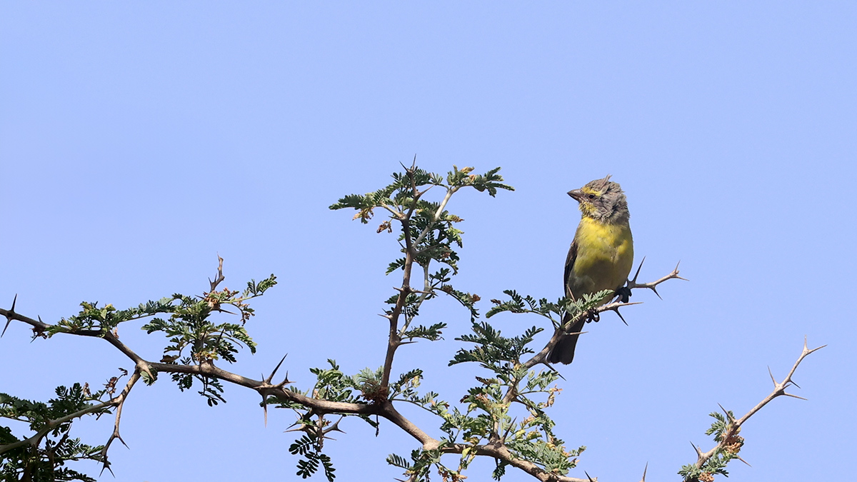 Yellow-fronted Canary